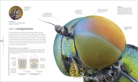 Image of Vida Microscópica