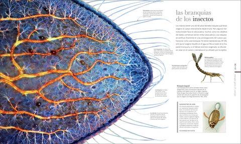 Image of Vida Microscópica