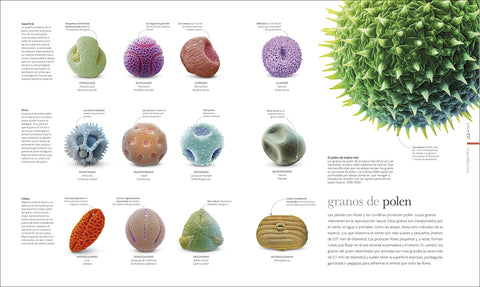 Image of Vida Microscópica